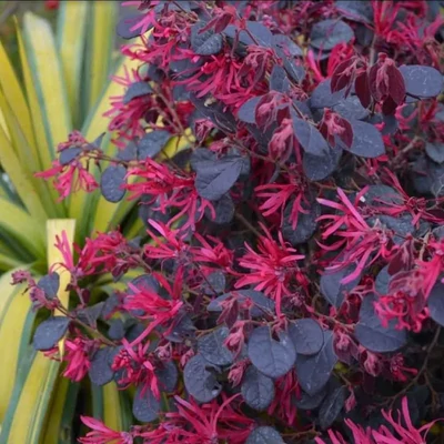 Loropetalum chinense 'Black Pearl' – Kínai rojtosvirág