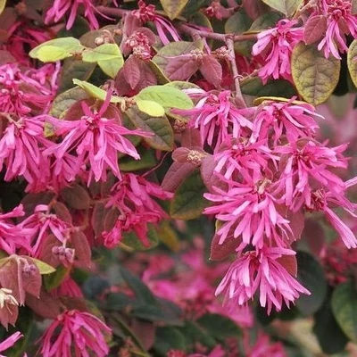 Loropetalum chinense 'Daybreak Flame' – Kínai rojtosvirág