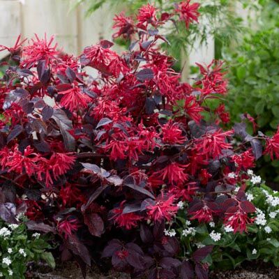Loropetalum chinense 'Ever Red' – Kínai rojtosvirág