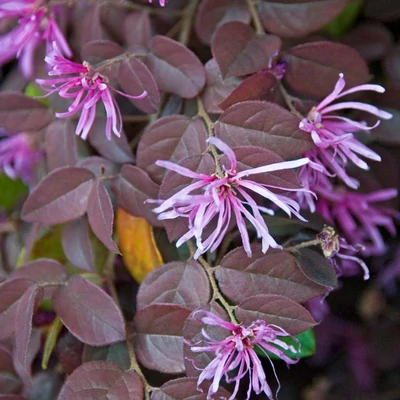 Loropetalum chinense 'Pipa's Red' – Kínai rojtosvirág