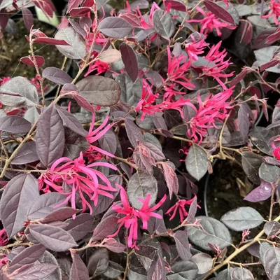 Loropetalum 'Rouge de la Marjorie'® – Kínai rojtosvirág