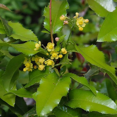 Mahoberberis neubertii – Neubert-mahóniaborbolya