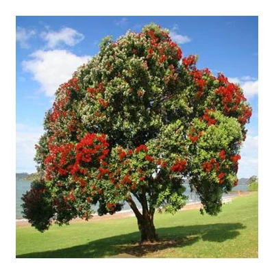 Metrosideros excelsa – Új-zélandi karácsonyfa