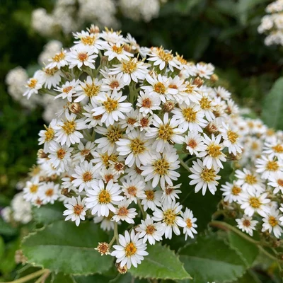 Olearia macrodonta – Oleária