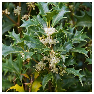 Osmanthus heterophyllus – Illatvirág
