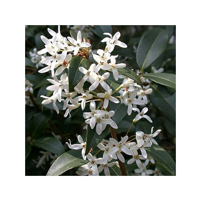 Osmanthus burkwoodii – Burkwood-illatvirág