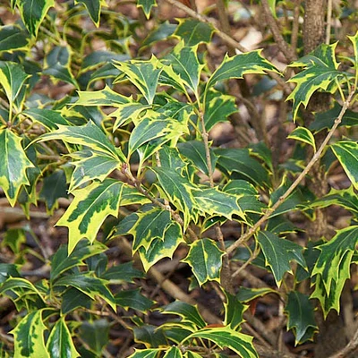 Osmanthus heterophyllus 'Aureomarginatus' – Illatvirág