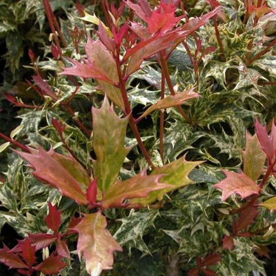 Osmanthus heterophyllus 'Goshiki' – Tarkalevelű illatvirág