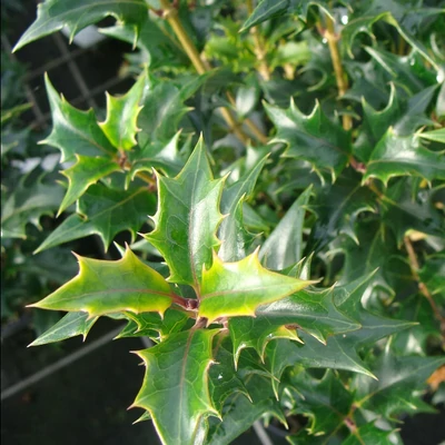 Osmanthus heterophyllus 'Gulftide' – Illatvirág