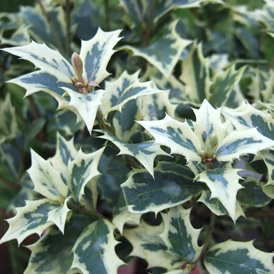 Osmanthus heterophyllus 'Variegatus' – Illatvirág