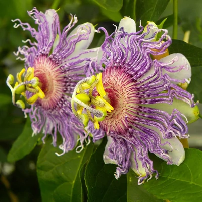 Passiflora incarnata Cooltropics® 'Eia Popeia'® – Golgotavirág