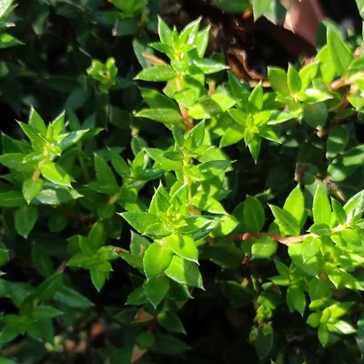 Pernettya mucronata (syn.: Gaultheria mucronata) – Mirtuszhanga (porzós)