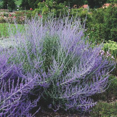 Perovskia atriplicifolia 'Blue Spire' – Sudárzsálya