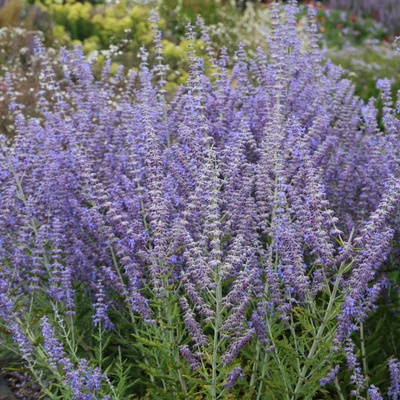 Perovskia atriplicifolia 'Little Spire' – Sudárzsálya