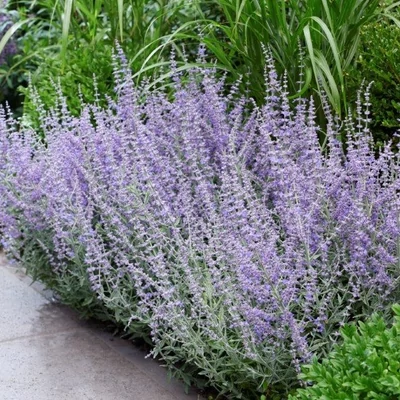 Perovskia atriplicifolia 'Prime Time'® – Sudárzsálya
