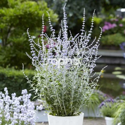 Perovskia atriplicifolia 'Silvery Blue' – Kék sudárzsálya
