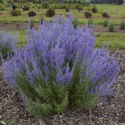Perovskia atriplicifolia - Sudárzsálya