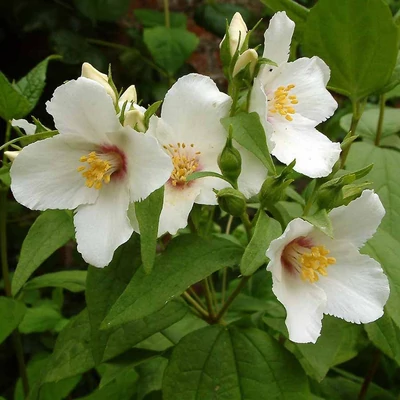 Philadelphus 'Belle Etoile' – Gyönyörű csillag jezsámen