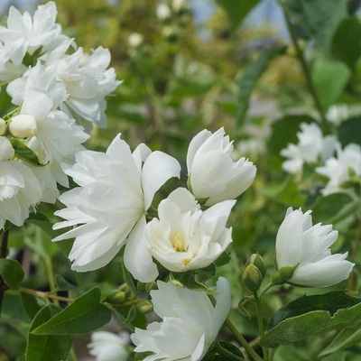 Philadelphus 'Biały Karzeł' – Jezsámen