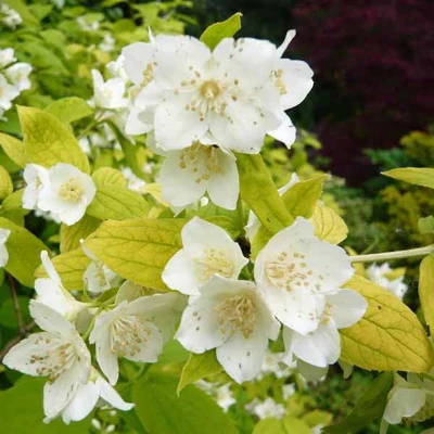 Philadelphus coronarius 'Aureus' – Aranylombú közönséges jezsámen