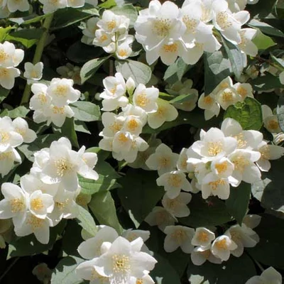 Philadelphus 'Natchez' – Jezsámen