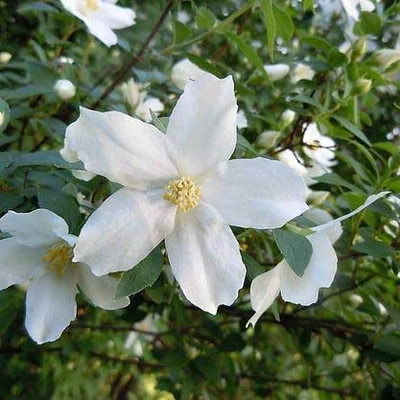 Philadelphus 'Silberregen' – Jezsámen