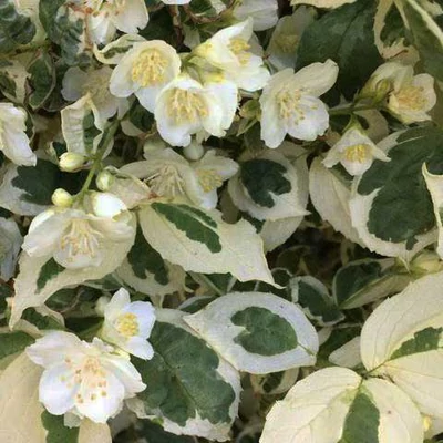Philadelphus coronarius 'Variegatus' – Jezsámen