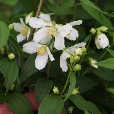 Philadelphus 'Erectus' – Jezsámen