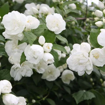 Philadelphus 'Girandole' – Fehér, féltelt virágú jezsámen