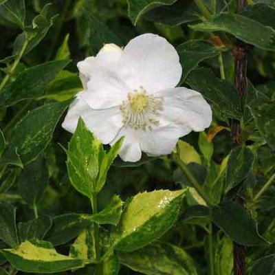 Philadelphus 'Innocence' – Tarkalevelű jezsámen