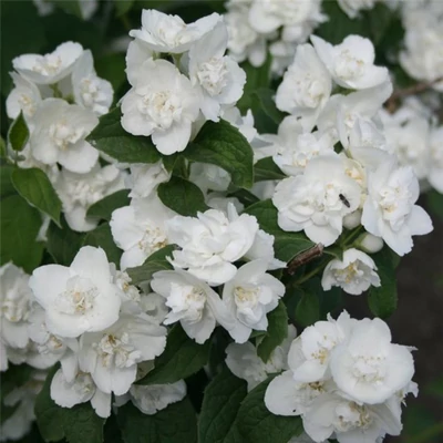 Philadelphus 'Karolinka' – Jezsámen