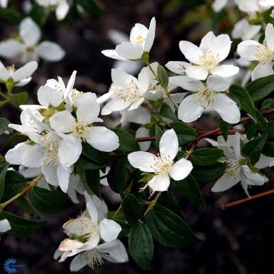 Philadelphus 'Lemoinei' – Jezsámen