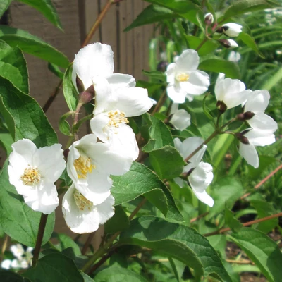 Philadelphus lewisii 'Waterton' – Jezsámen