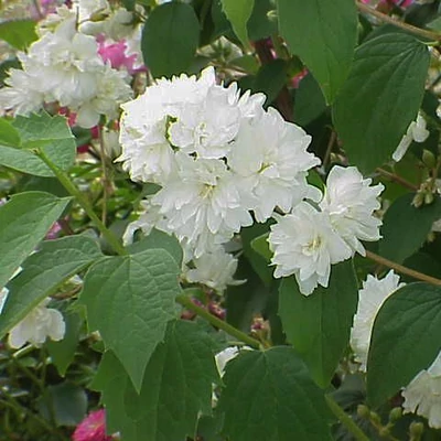 Philadelphus 'Rosacea' – Jezsámen