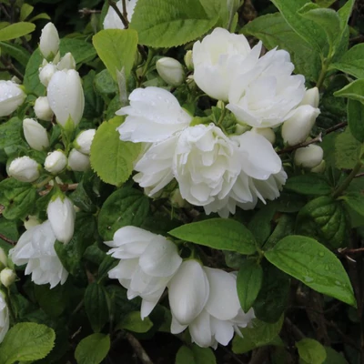 Philadelphus 'Snowbelle' – Teltvirágú jezsámen