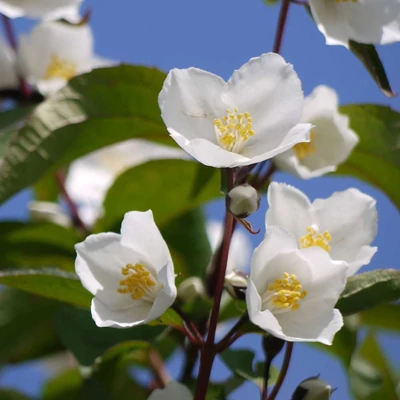 Philadelphus 'Starbright'® – Jezsámen