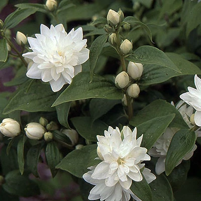 Philadelphus x virginalis 'Minnesota Snowflake' – Jezsámen