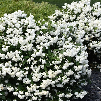 Philadelphus virginalis – Teltvirágú jezsámen