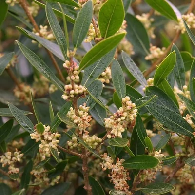 Phillyrea angustifolia – Keskenylevelű olajfagyal