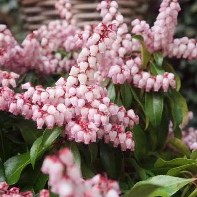 Pieris japonica 'Pink Passion' – Babérhanga