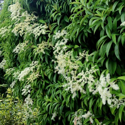 Pileostegia viburnoides