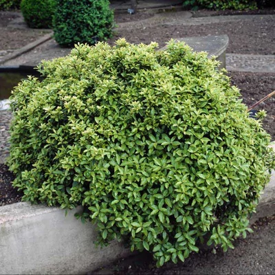 Pittosporum tenuifolium 'Pompom'® – Enyvesmag