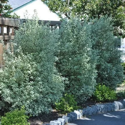 Pittosporum tenuifolium 'Wrinkled Blue' – Enyvesmag