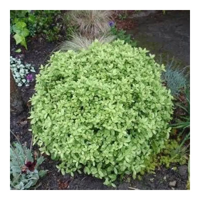 Pittosporum tobira 'Golf Ball' – Kínai enyvesmag