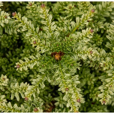 Podocarpus 'Kilw Cream' – Kőtiszafa