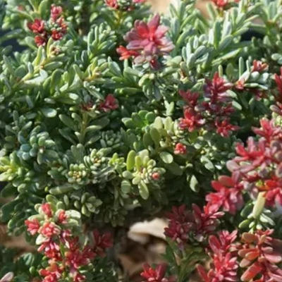 Podocarpus 'Red Kiss' – Kőtiszafa