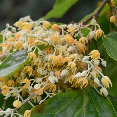 Poliothyrsis sinensis