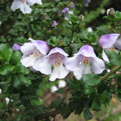 Prostanthera cuneata – Ausztrál menta
