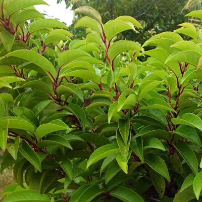 Prunus lusitanica ssp. azorica 'Tico'® – Portugál babérmeggy