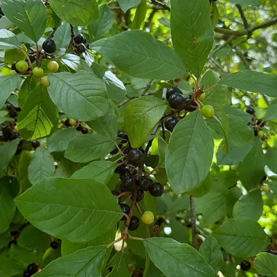 Rhamnus frangula – Közönséges kutyabenge